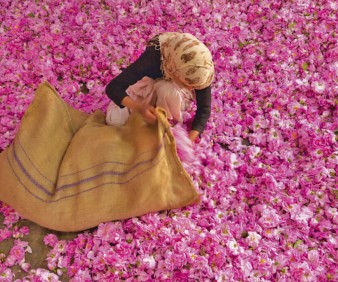 Roses harvest in Morocco