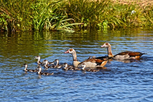Historic tablet from ancient Egypt